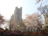 8515414.jpg
